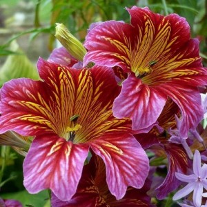 SALPIGLOSSIS SINUATA SUPERBISSIMA MIX - PAINTED TONGUE - 250 SEEDS