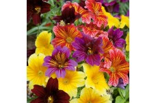 SALPIGLOSSIS SINUATA BOLERO F2 MIXED SEEDS - PAINTED TONGUE - 250 SEEDS SALPIGLOSSIS SINUATA BOLERO F2 MIXED SEEDS - PAINTED TONGUE - 250 SEEDS