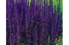 SALVIA NEMOROSA VIOLET QUEEN SEEDS - PURPLE FLOWERS - 100 SEEDS SALVIA NEMOROSA VIOLET QUEEN SEEDS - PURPLE FLOWERS - 100 SEEDS