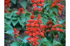 SALVIA COCCINEA SCARLET RED / BLOOD RED SAGE SEEDS - RED FLOWERS - 100 SEEDS SALVIA COCCINEA SCARLET RED / BLOOD RED SAGE SEEDS - RED FLOWERS - 100 SEEDS