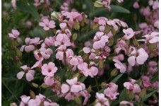 SAPONARIA VACCARIA PINK BEAUTY SEEDS - PINK FLOWERS - SOAPWORT - 100 SEEDS SAPONARIA VACCARIA PINK BEAUTY SEEDS - PINK FLOWERS - SOAPWORT - 100 SEEDS