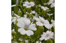 SAPONARIA VACCARIA WHITE SEEDS - WHITE FLOWERS - SOAPWORT - 100 SEEDS SAPONARIA VACCARIA WHITE SEEDS - WHITE FLOWERS - SOAPWORT - 100 SEEDS