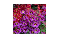 SCHIZANTHUS ANGEL WINGS MIXED SEEDS - MIXED COLOUR FLOWERS - 500 SEEDS SCHIZANTHUS ANGEL WINGS MIXED SEEDS - MIXED COLOUR FLOWERS - 500 SEEDS