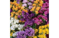 STATICE LIMONIUM SINUATUM PACIFIC MIX - 100 SEEDS STATICE LIMONIUM SINUATUM PACIFIC MIX - 100 SEEDS