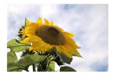SUNFLOWER - GIANT TITAN SUNFLOWER - HELIANTHUS ANNUUS - 20 SEEDS SUNFLOWER - GIANT TITAN SUNFLOWER - HELIANTHUS ANNUUS - 20 SEEDS