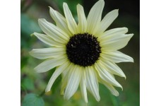 SUNFLOWER  - ITALIAN WHITE - CREAMY WHITE - HELIANTHUS ANNUUS - 20 SEEDS SUNFLOWER  - ITALIAN WHITE - CREAMY WHITE - HELIANTHUS ANNUUS - 20 SEEDS