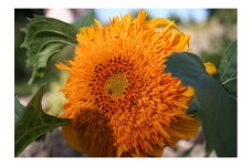 SUNFLOWER - ORANGE SUN DOUBLE - HELIANTHUS ANNUUS - 20 SEEDS SUNFLOWER - ORANGE SUN DOUBLE - HELIANTHUS ANNUUS - 20 SEEDS