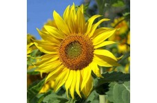 SUNFLOWER GIANT SKYSCRAPER - HELIANTHUS ANNUUS - 20 SEEDS SUNFLOWER GIANT SKYSCRAPER - HELIANTHUS ANNUUS - 20 SEEDS