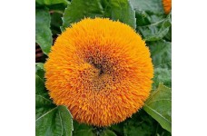 SUNFLOWER TEDDY BEAR SEEDS - GOLDEN YELLOW HELIANTHUS ANNUUS - 20 SEEDS SUNFLOWER TEDDY BEAR SEEDS - GOLDEN YELLOW HELIANTHUS ANNUUS - 20 SEEDS