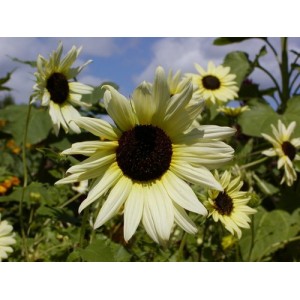 SUNFLOWER - VANILLA ICE - HELIANTHUS ANNUUS - YELLOW & CREAM - 20 SEEDS