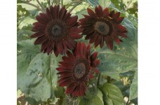 SUNFLOWER CHOCOLAT / CHOCOLATE - HELIANTHUS ANNUUS - 20 SEEDS