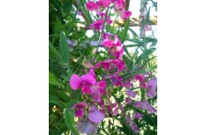 SWEET PEA MIXED CLIMBER TRELLIS WIGWAMS BASKETS  - 50 SEEDS SWEET PEA MIXED CLIMBER TRELLIS WIGWAMS BASKETS  - 50 SEEDS