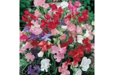 SWEET PEA DWARF BIJOU MIX SEEDS - MIXED COLOUR LATHYDORUS ODORATUS - 40 SEEDS SWEET PEA DWARF BIJOU MIX SEEDS - MIXED COLOUR LATHYDORUS ODORATUS - 40 SEEDS