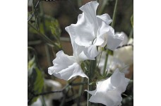 SWEET PEA DWARF CUPID WHITE SEEDS - WHITE LATHYDORUS ODORATUS - 40 SEEDS SWEET PEA DWARF CUPID WHITE SEEDS - WHITE LATHYDORUS ODORATUS - 40 SEEDS