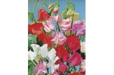 SWEET PEA EARLY MULTIFLORA MIX SEEDS - MIXED COLOUR LATHYDORUS ODORATUS - 40 SEEDS SWEET PEA EARLY MULTIFLORA MIX SEEDS - MIXED COLOUR LATHYDORUS ODORATUS - 40 SEEDS