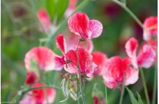SWEET PEA HEIRLOOM AMERICA SEEDS - CREAM & CRIMSON RIPPLE LATHYDORUS ODORATUS - 20 SEEDS