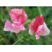 SWEET PEA HEIRLOOM AMERICA SEEDS - CREAM & CRIMSON RIPPLE LATHYDORUS ODORATUS - 20 SEEDS