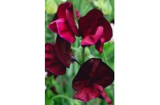 SWEET PEA HEIRLOOM BEUJOLAIS SEEDS - BURGUNDY LATHYDORUS ODORATUS - 20 SEEDS