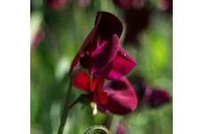 SWEET PEA HEIRLOOM BLACK KNIGHT SEEDS - DARK PURPLE LATHYDORUS ODORATUS - 20 SEEDS SWEET PEA HEIRLOOM BLACK KNIGHT SEEDS - DARK PURPLE LATHYDORUS ODORATUS - 20 SEEDS