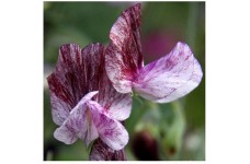 SWEET PEA HEIRLOOM SENATOR SEEDS - PURPLE & MAROON RIPPLE LATHYDORUS ODORATUS - 40 SEEDS SWEET PEA HEIRLOOM SENATOR SEEDS - PURPLE & MAROON RIPPLE LATHYDORUS ODORATUS - 40 SEEDS