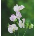 SWEET PEA HI SCENT GRANDIFLORA SEEDS - HEAVILY SCENTED LATHYDORUS ODORATUS - 20 SEEDS