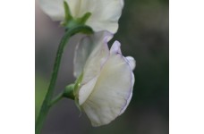 SWEET PEA HI SCENT GRANDIFLORA SEEDS - HEAVILY SCENTED LATHYDORUS ODORATUS - 20 SEEDS SWEET PEA HI SCENT GRANDIFLORA SEEDS - HEAVILY SCENTED LATHYDORUS ODORATUS - 20 SEEDS