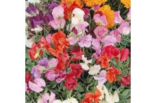 SWEET PEA KNEE HIGH DWARF SEEDS - MIXED COLOUR LATHYDORUS ODORATUS - 40 SEEDS SWEET PEA KNEE HIGH DWARF SEEDS - MIXED COLOUR LATHYDORUS ODORATUS - 40 SEEDS