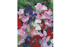 SWEET PEA MAMMOTH MIX SEEDS - MIXED COLOUR LATHYDORUS ODORATUS - 40 SEEDS SWEET PEA MAMMOTH MIX SEEDS - MIXED COLOUR LATHYDORUS ODORATUS - 40 SEEDS