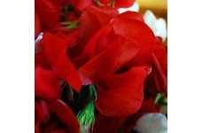 SWEET PEA MAMMOTH SCARLET SEEDS - SCARLET RED LATHYDORUS ODORATUS - 40 SEEDS SWEET PEA MAMMOTH SCARLET SEEDS - SCARLET RED LATHYDORUS ODORATUS - 40 SEEDS