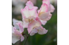 SWEET PEA MOLLIE RILSTONE SEEDS - LIGHT PINK & CREAM LATHYDORUS ODORATUS - 40 SEEDS SWEET PEA MOLLIE RILSTONE SEEDS - LIGHT PINK & CREAM LATHYDORUS ODORATUS - 40 SEEDS