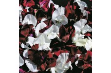 SWEET PEA NIGHT AND DAY SEEDS - LATHYDORUS ODORATUS - 40 SEEDS SWEET PEA NIGHT AND DAY SEEDS - LATHYDORUS ODORATUS - 40 SEEDS