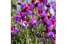 SWEET PEA OLD SPICE CUPANI SEEDS - MIXED COLOUR LATHYDORUS ODORATUS - 40 SEEDS SWEET PEA OLD SPICE CUPANI SEEDS - MIXED COLOUR LATHYDORUS ODORATUS - 40 SEEDS