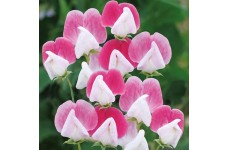 SWEET PEA PAINTED LADY SEEDS - PINK & WHITE LATHYDORUS ODORATUS - 20 SEEDS SWEET PEA PAINTED LADY SEEDS - PINK & WHITE LATHYDORUS ODORATUS - 20 SEEDS