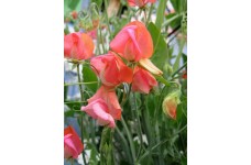 SWEET PEA GRANDIFLORA PRINCE OF ORANGE SEEDS - ORANGE LATHYDORUS ODORATUS - 40 SEEDS SWEET PEA GRANDIFLORA PRINCE OF ORANGE SEEDS - ORANGE LATHYDORUS ODORATUS - 40 SEEDS