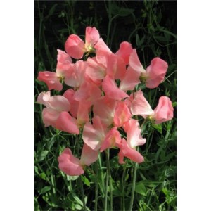 SWEET PEA PRINCESS ELIZABETH SEEDS - LATHYDORUS ODORATUS - 20 SEEDS