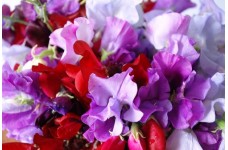SWEET PEA ROYAL FAMILY MIX SEEDS - MIXED COLOUR LATHYDORUS ODORATUS - 40 SEEDS SWEET PEA ROYAL FAMILY MIX SEEDS - MIXED COLOUR LATHYDORUS ODORATUS - 40 SEEDS