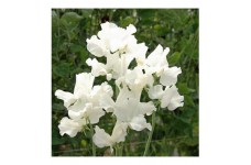 SWEET PEA ROYAL FAMILY WHITE SEEDS - WHITE LATHYDORUS ODORATUS - 40 SEEDS SWEET PEA ROYAL FAMILY WHITE SEEDS - WHITE LATHYDORUS ODORATUS - 40 SEEDS