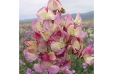 SWEET PEA GRANDIFLORA SPANISH DANCER SEEDS - TRICOLOUR - LATHYDORUS ODORATUS - 20 SEEDS SWEET PEA GRANDIFLORA SPANISH DANCER SEEDS - TRICOLOUR - LATHYDORUS ODORATUS - 20 SEEDS
