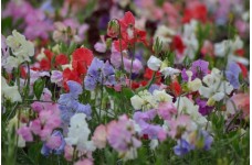 SWEET PEA SPENCER MIX SEEDS - MIXED COLOUR LATHYDORUS ODORATUS - 40 SEEDS SWEET PEA SPENCER MIX SEEDS - MIXED COLOUR LATHYDORUS ODORATUS - 40 SEEDS