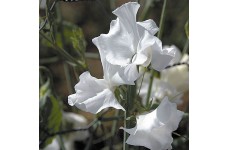 SWEET PEA SWAN LAKE - LATHYDORUS ODORATUS - WHITE FLOWERS - 40 SEEDS SWEET PEA SWAN LAKE - LATHYDORUS ODORATUS - WHITE FLOWERS - 40 SEEDS