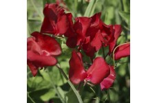 SWEET PEA WINSTON CHURCHILL SEEDS - DARK CRIMSON LATHYDORUS ODORATUS - 40 SEEDS SWEET PEA WINSTON CHURCHILL SEEDS - DARK CRIMSON LATHYDORUS ODORATUS - 40 SEEDS