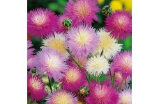 SWEET SULTAN CROWN MIXTURE SEEDS - AMBERBOA MOSCHATA - 100 SEEDS SWEET SULTAN CROWN MIXTURE SEEDS - AMBERBOA MOSCHATA - 100 SEEDS