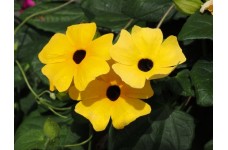 THUNBERGIA ALTA MIX - BLACK EYED SUSAN VINE - 25 SEEDS THUNBERGIA ALTA MIX - BLACK EYED SUSAN VINE - 25 SEEDS