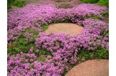 THYMUS SERPYLLUM SEEDS - CREEPING THYME / WILD THYME / BRECKLAND THYME - 250 SEEDS THYMUS SERPYLLUM SEEDS - CREEPING THYME / WILD THYME / BRECKLAND THYME - 250 SEEDS