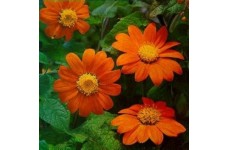 TITHONIA GOLDFINGER SEEDS - MEXICAN SUNFLOWER SEEDS - ORANGE FLOWERS - 100 SEEDS TITHONIA GOLDFINGER SEEDS - MEXICAN SUNFLOWER SEEDS - ORANGE FLOWERS - 100 SEEDS