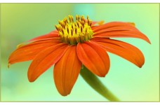 TITHONIA TORCH SEEDS - MEXICAN SUNFLOWER SEEDS - ORANGE FLOWERS - 100 SEEDS TITHONIA TORCH SEEDS - MEXICAN SUNFLOWER SEEDS - ORANGE FLOWERS - 100 SEEDS