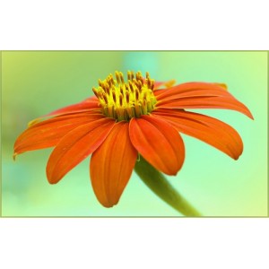TITHONIA TORCH SEEDS - MEXICAN SUNFLOWER SEEDS - ORANGE FLOWERS - 100 SEEDS