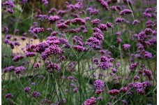 VERBENA BONARIENSIS SEEDS - ARGENTINIAN VERVAIN - 100 SEEDS VERBENA BONARIENSIS SEEDS - ARGENTINIAN VERVAIN - 100 SEEDS
