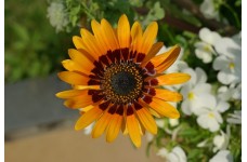 VENIDIUM FASTUOSUM CAPE DAISY ORANGE PRINCE SEEDS - ORANGE FLOWERS 100 SEEDS VENIDIUM FASTUOSUM CAPE DAISY ORANGE PRINCE SEEDS - ORANGE FLOWERS 100 SEEDS