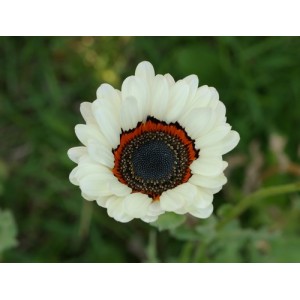 VENIDIUM FASTUOSUM CAPE DAISY ZULU PRINCE SEEDS - EXOTIC WHITE FLOWERS - 100 SEEDS VENIDIUM FASTUOSUM CAPE DAISY ZULU PRINCE SEEDS - EXOTIC WHITE FLOWERS - 100 SEEDS